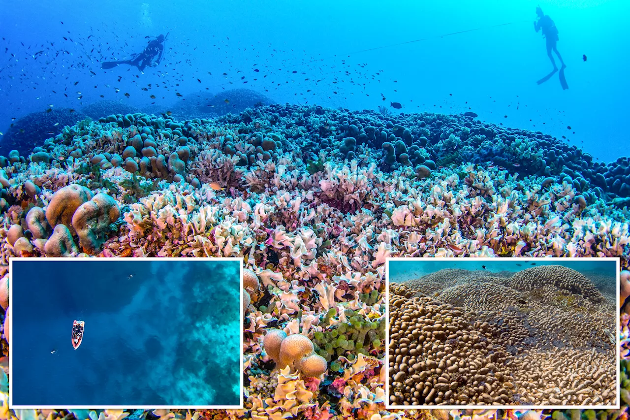 Largest-ever coral discovered in Pacific Ocean — and can be seen from space: 'Cathedral underwater'