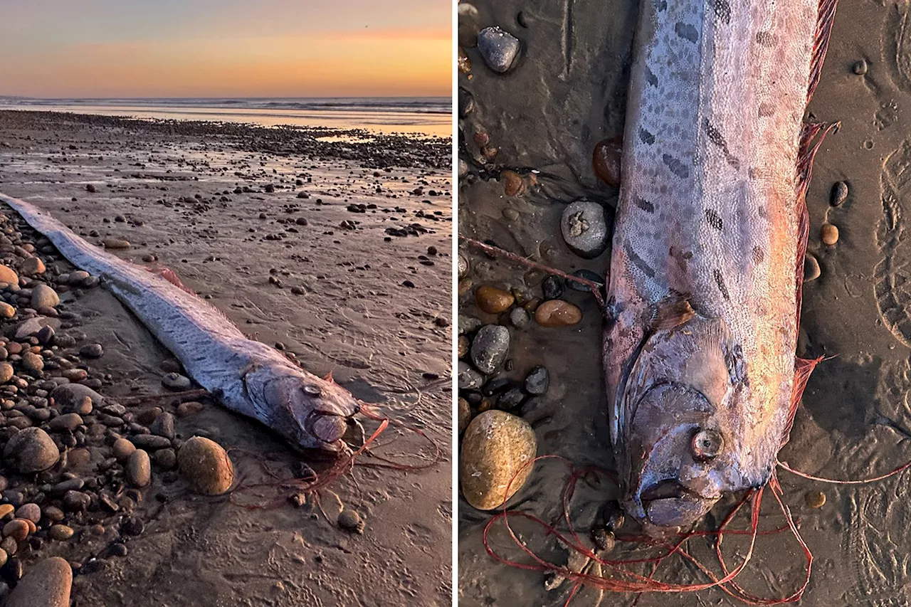 Second 'doomsday' oarfish washes up on California beach in three months