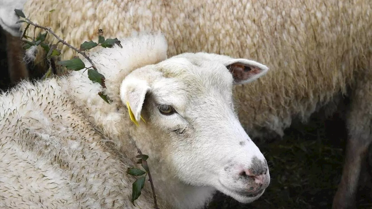 Deux huskys errants tuent des brebis : un chasseur abat l’un des chiens en Bretagne