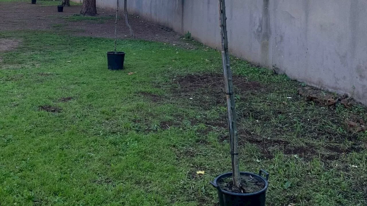 Nuovo volto al giardino della scuola: iniziativa dei genitori a Villa Lais