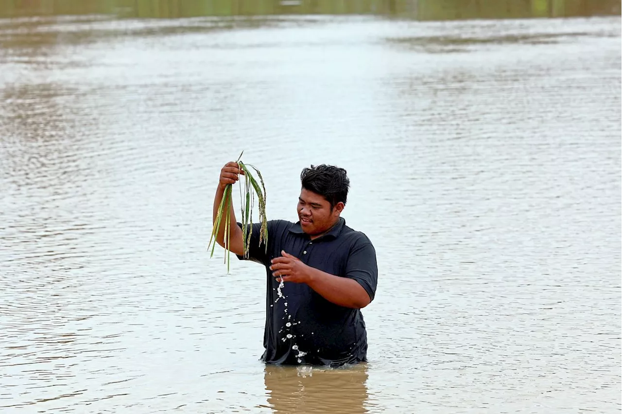 Flood-hit padi farmers desperate for aid