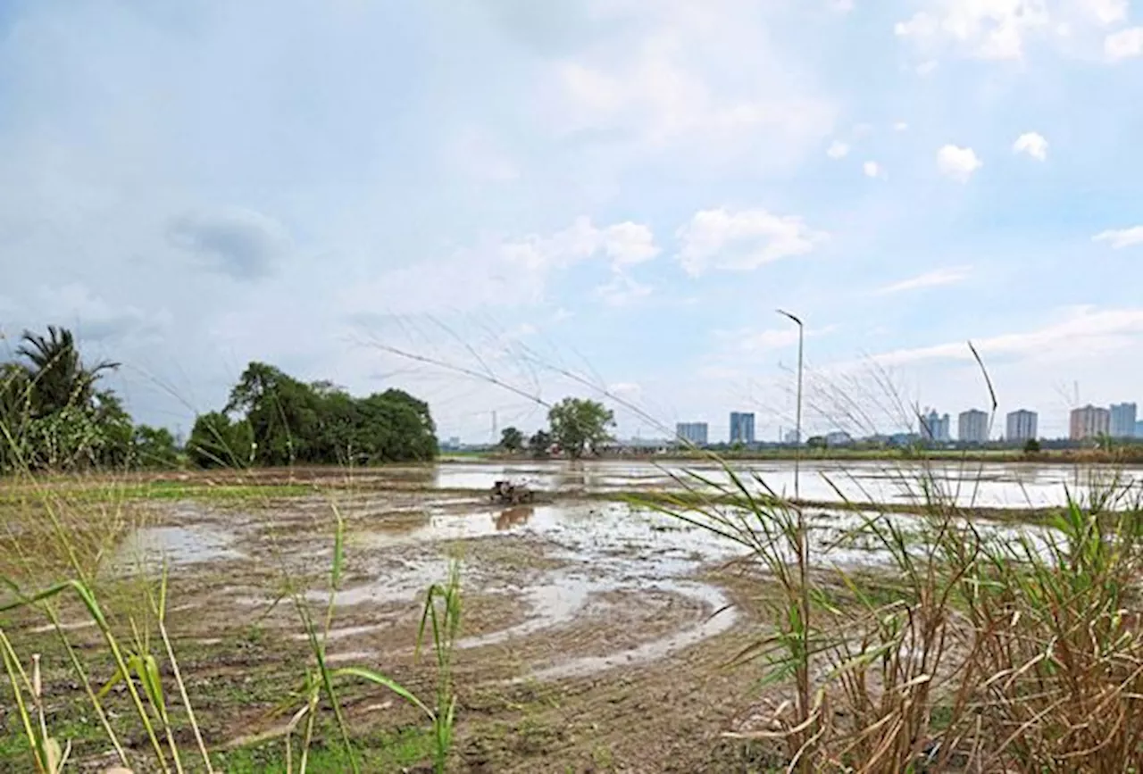 Rice bowl state at great risk