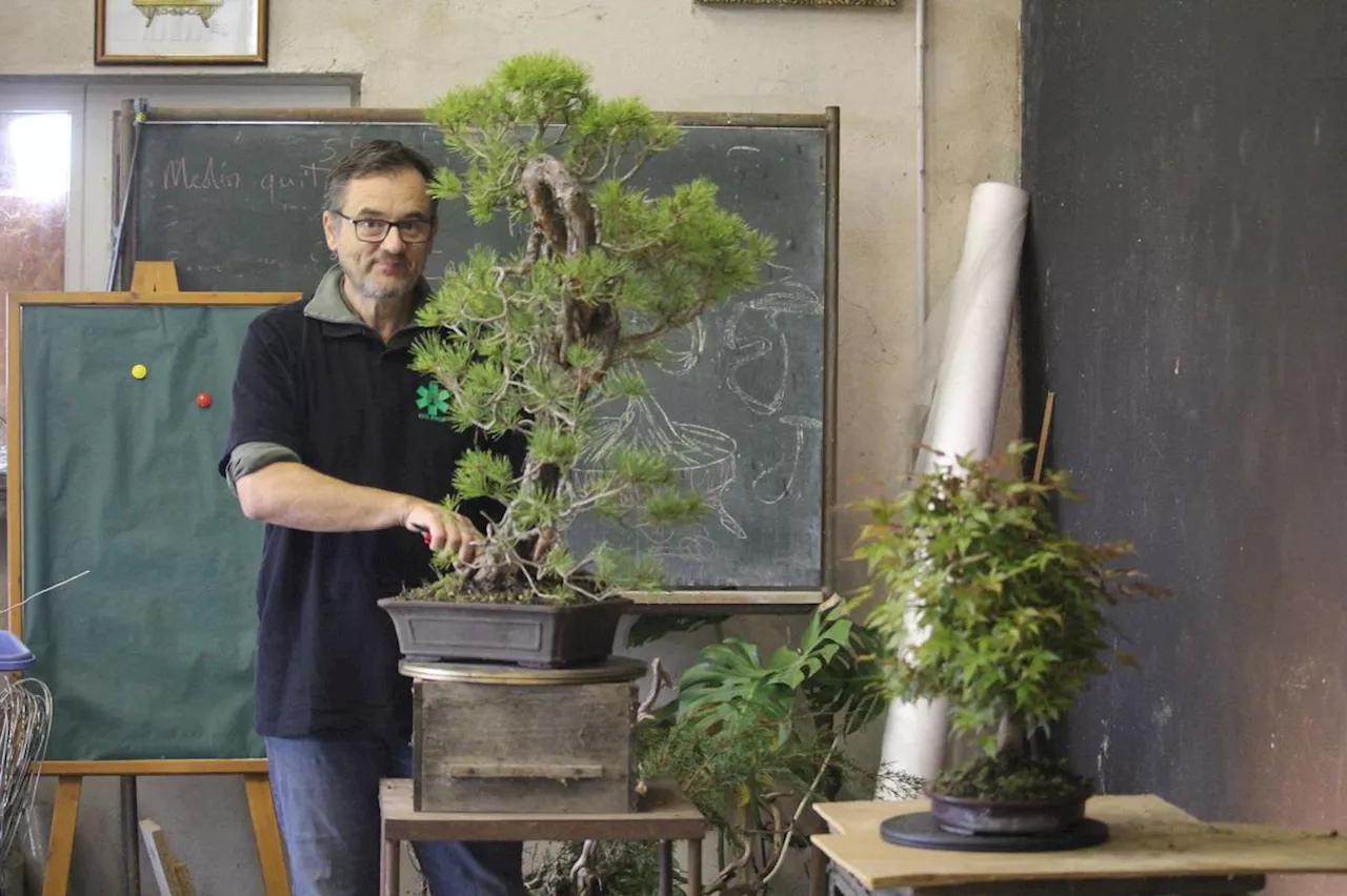 « C’est toujours l’arbre qui décide » : cet agriculteur de Dordogne est une star dans le milieu du bonsaï