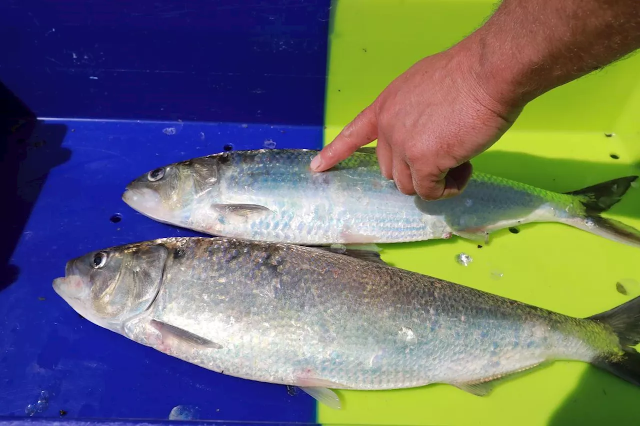 Pyrénées-Atlantiques et Landes : la pêche commerciale au saumon interdite dans les eaux de l’Adour