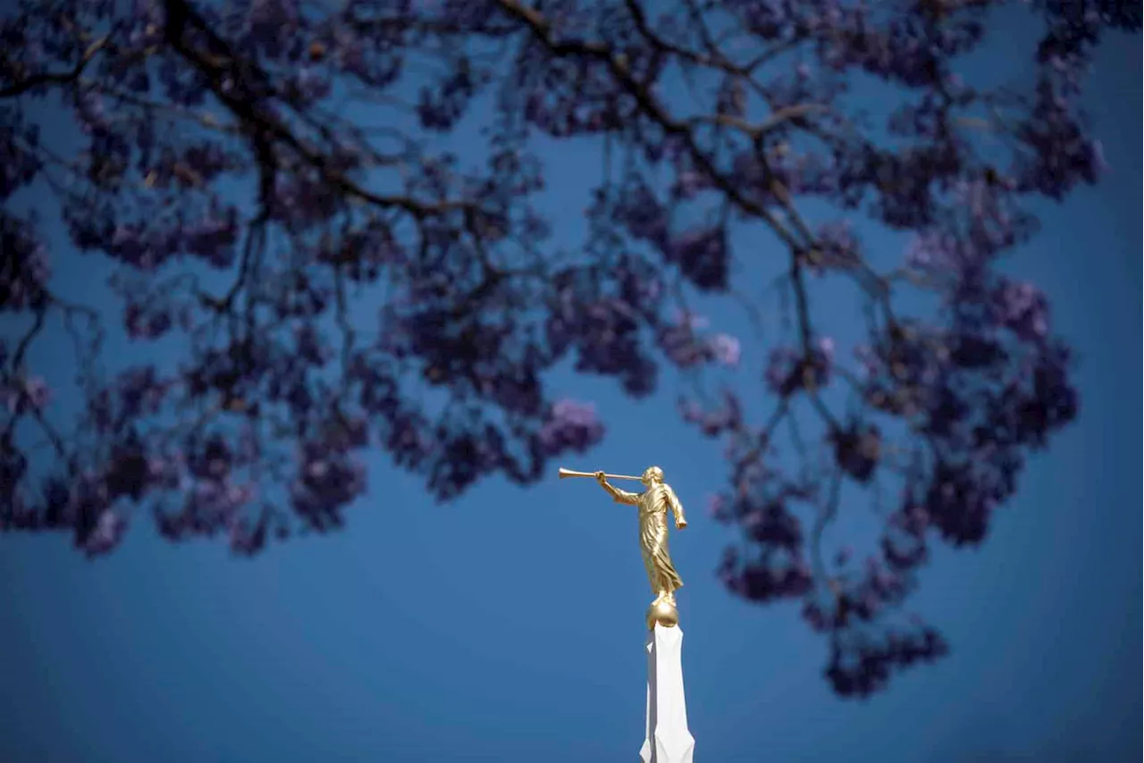 PICTURES: Gauteng jacaranda splendour