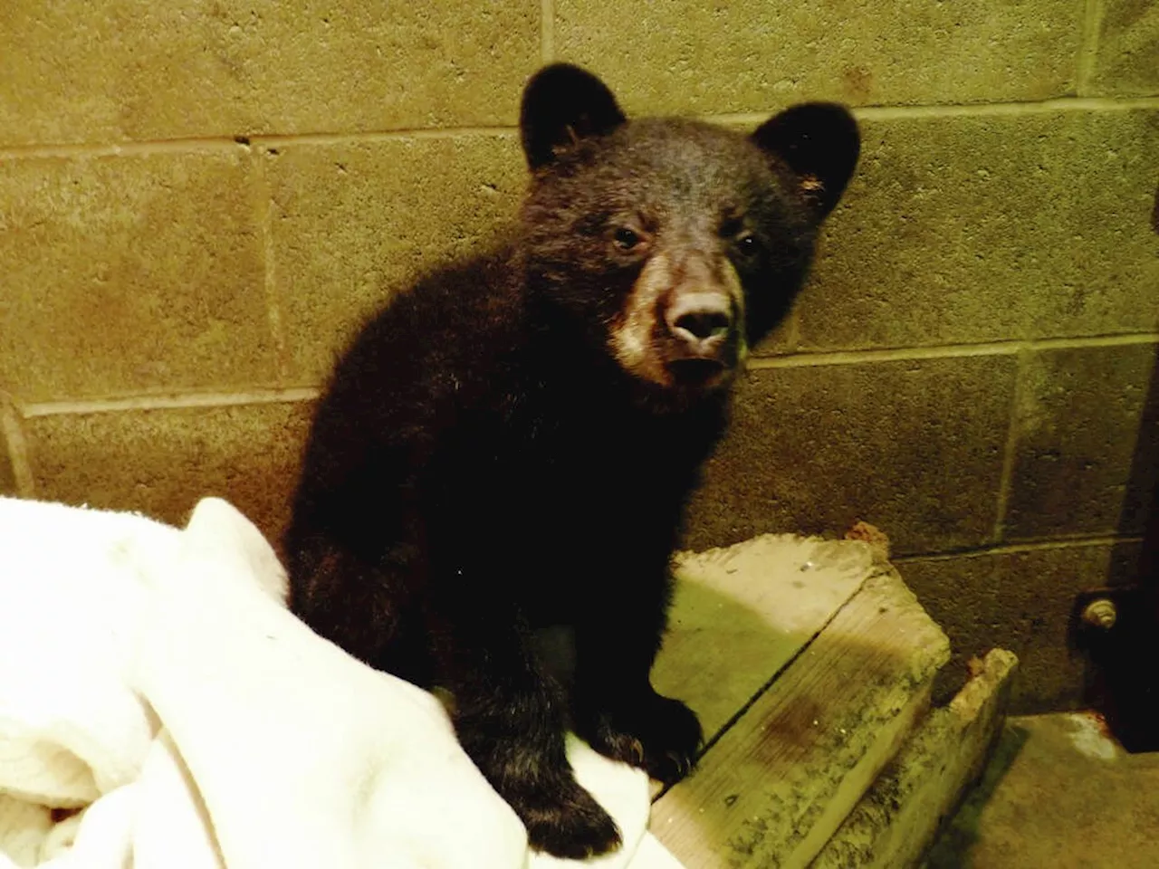 Conservation officers search for cubs after mother bear hit near Sooke