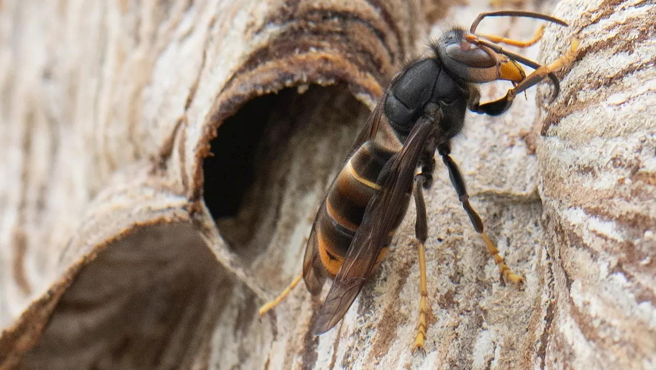 Asiatische Hornissen in Deutschland: Wie gefährlich sind die Tiere?