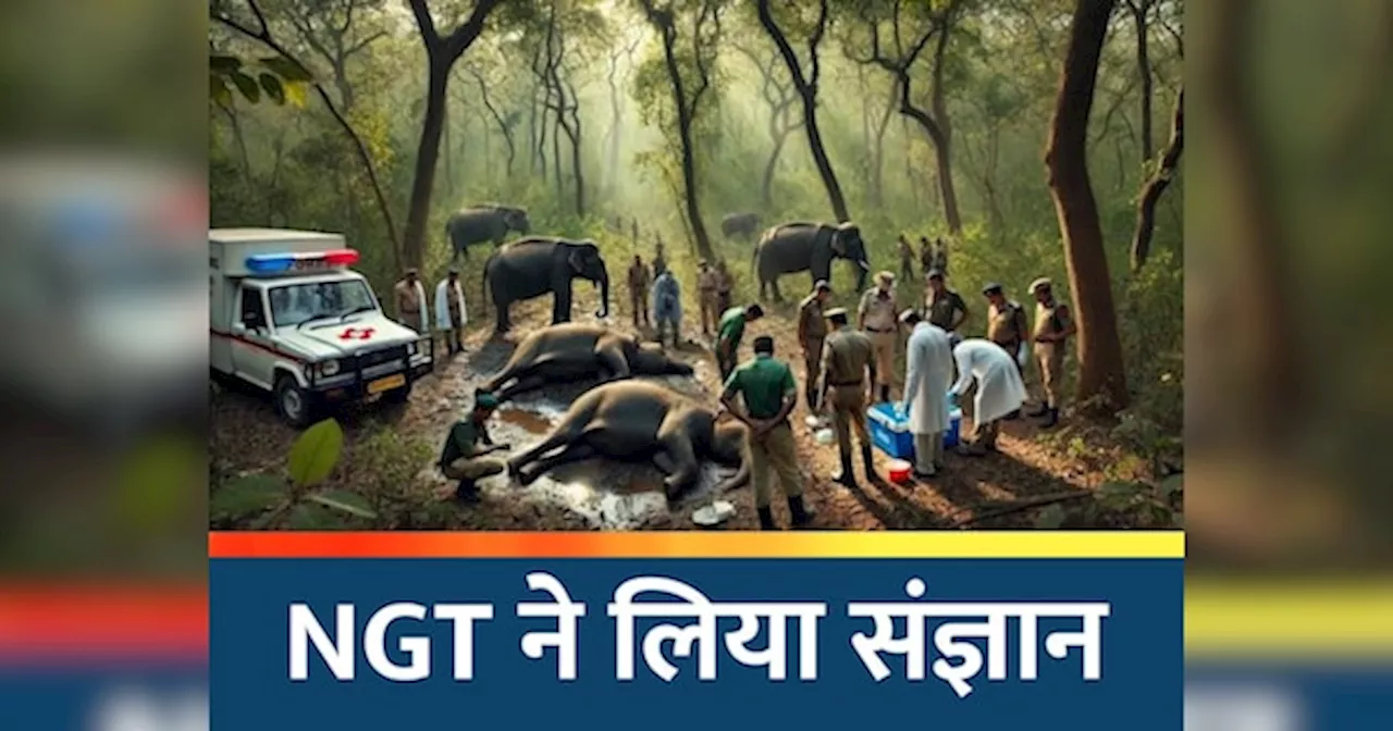 10 हाथियों की मौत पर NGT सख्त, इन अधिकारियों को जारी किया नोटिस, मांगा जवाब