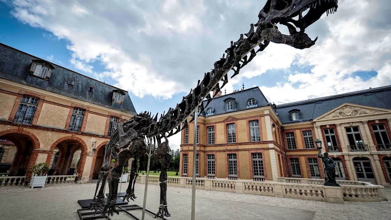 Dinosaurier-Skelett Vulcain in Paris für 4,7 Millionen Euro versteigert