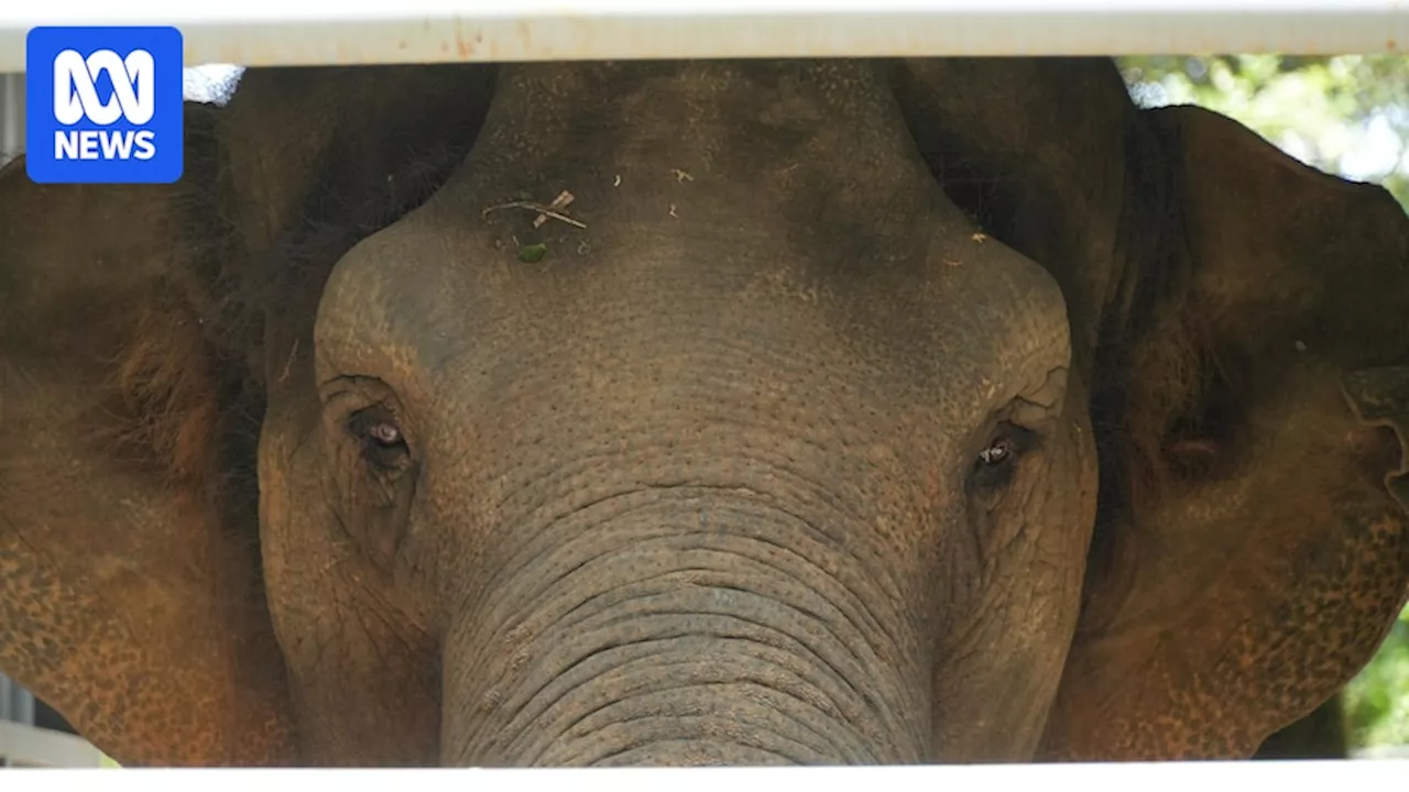 Custom-built crates to keep Perth Zoo Asian elephants safe during move to Adelaide