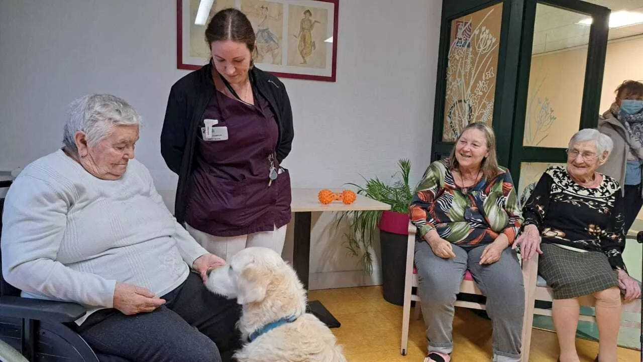 Un nouveau chien attendu : cette maison de retraite de Sarthe lance une cagnotte