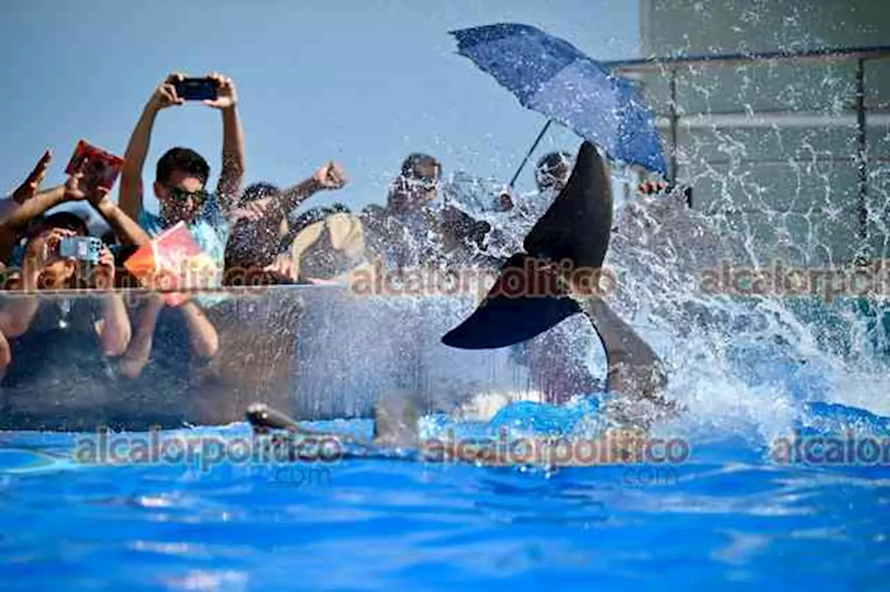 Espectáculo con lobos marinos y delfines en Aquarium contraviene ley aprobada en 2022