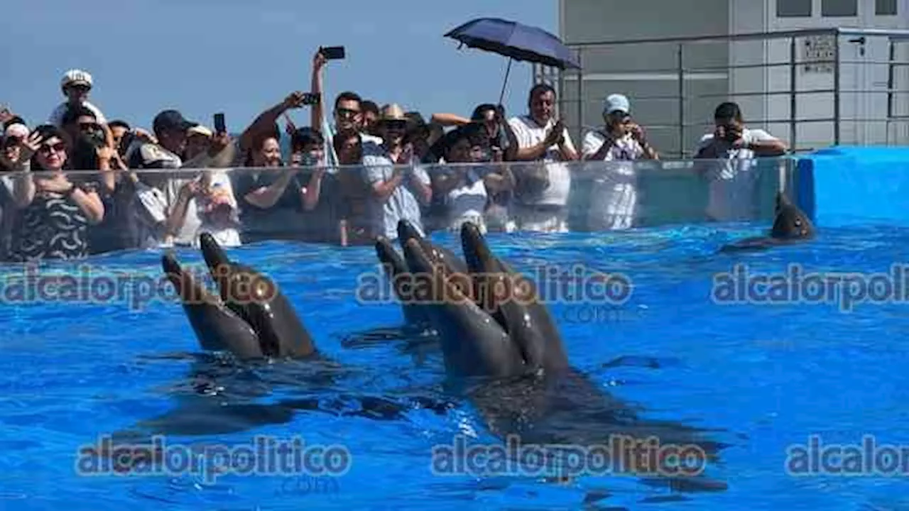 Inauguran rehabilitación del Aquarium de Veracruz; hay 4 delfines y 4 lobos marinos más