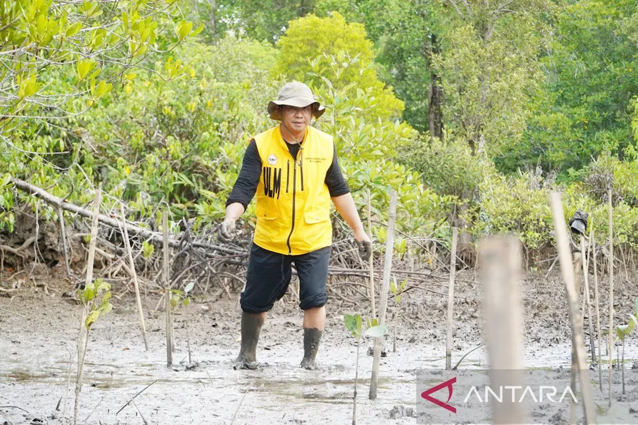 ULM hijaukan laboratorium lahan basah di hutan mangrove Kotabaru