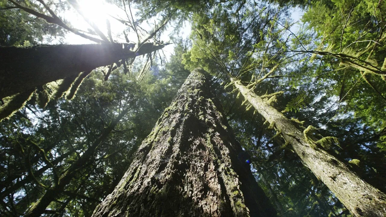 More logging is proposed to help curb wildfires in the US Pacific Northwest