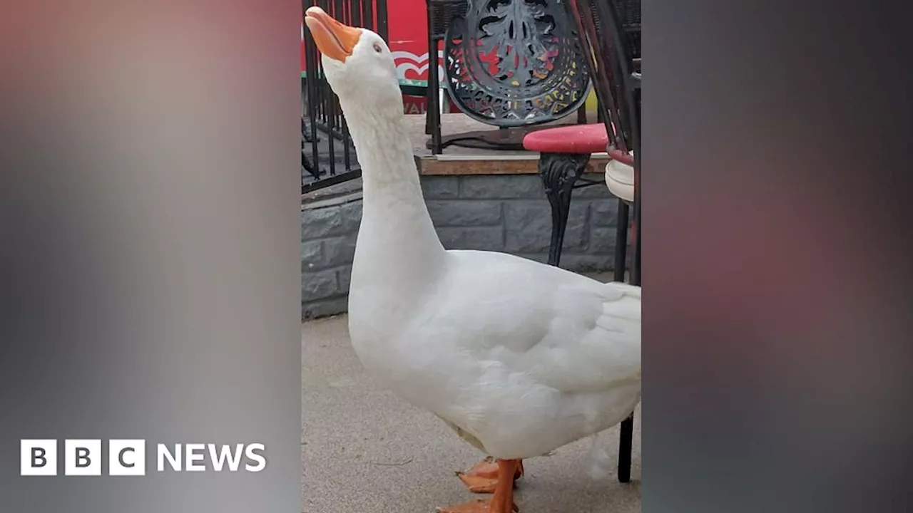 Whitehaven Harbour's Billy the goose still mourned one year on