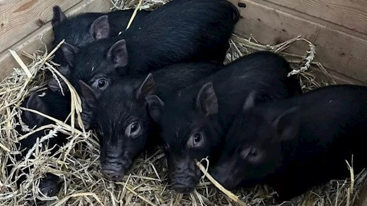 Schock-Fund in Sachsen-Anhalt: Mini-Schweine auf Landstraße entdeckt