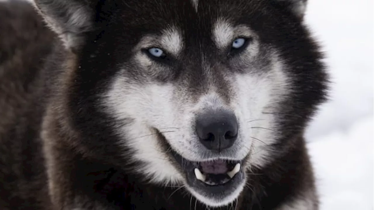 Ottawa to compensate Inuit in Nunavik for mass sled dog slaughter