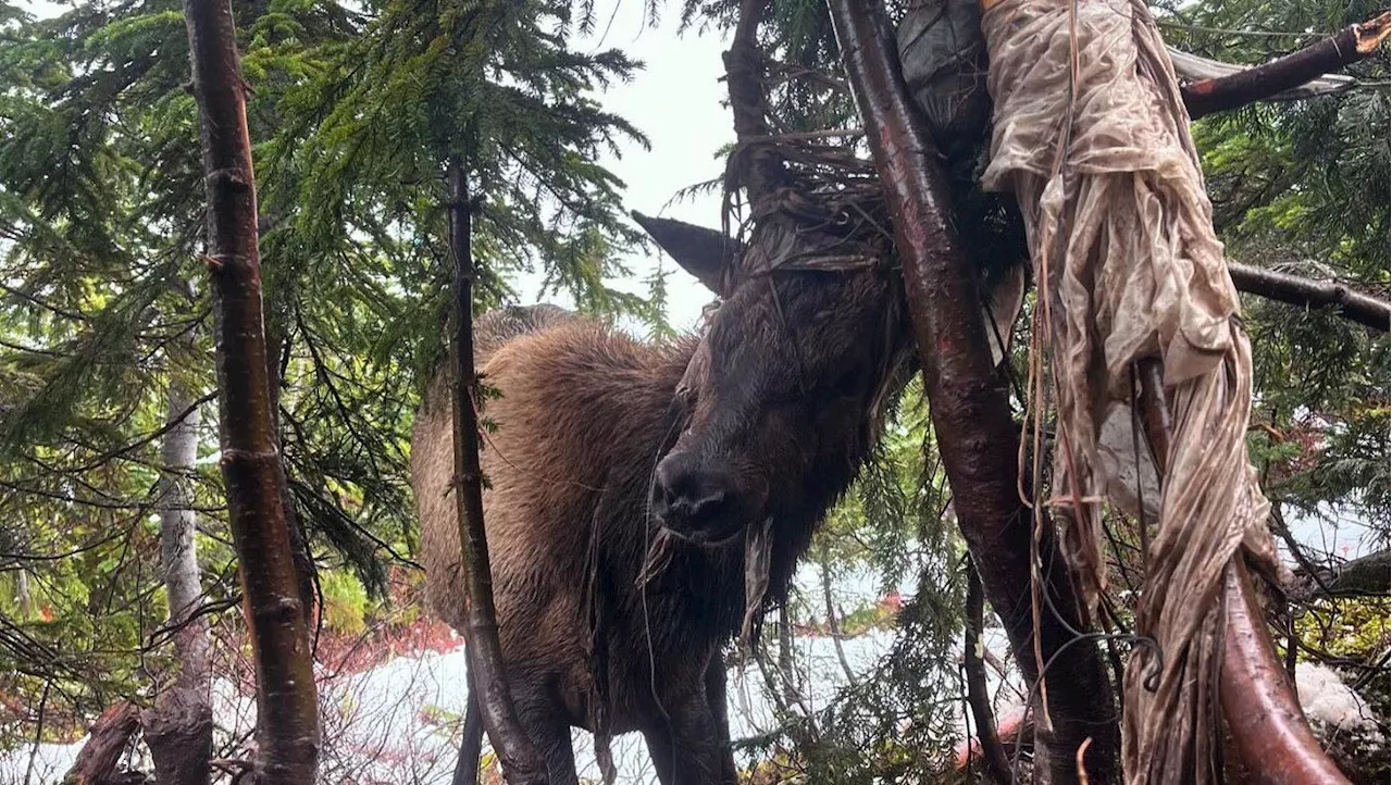 Entangled Roosevelt elk rescued by hiker on Vancouver Island