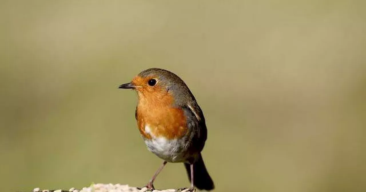 Gardeners issued Christmas warning over common task that could impact festive robins