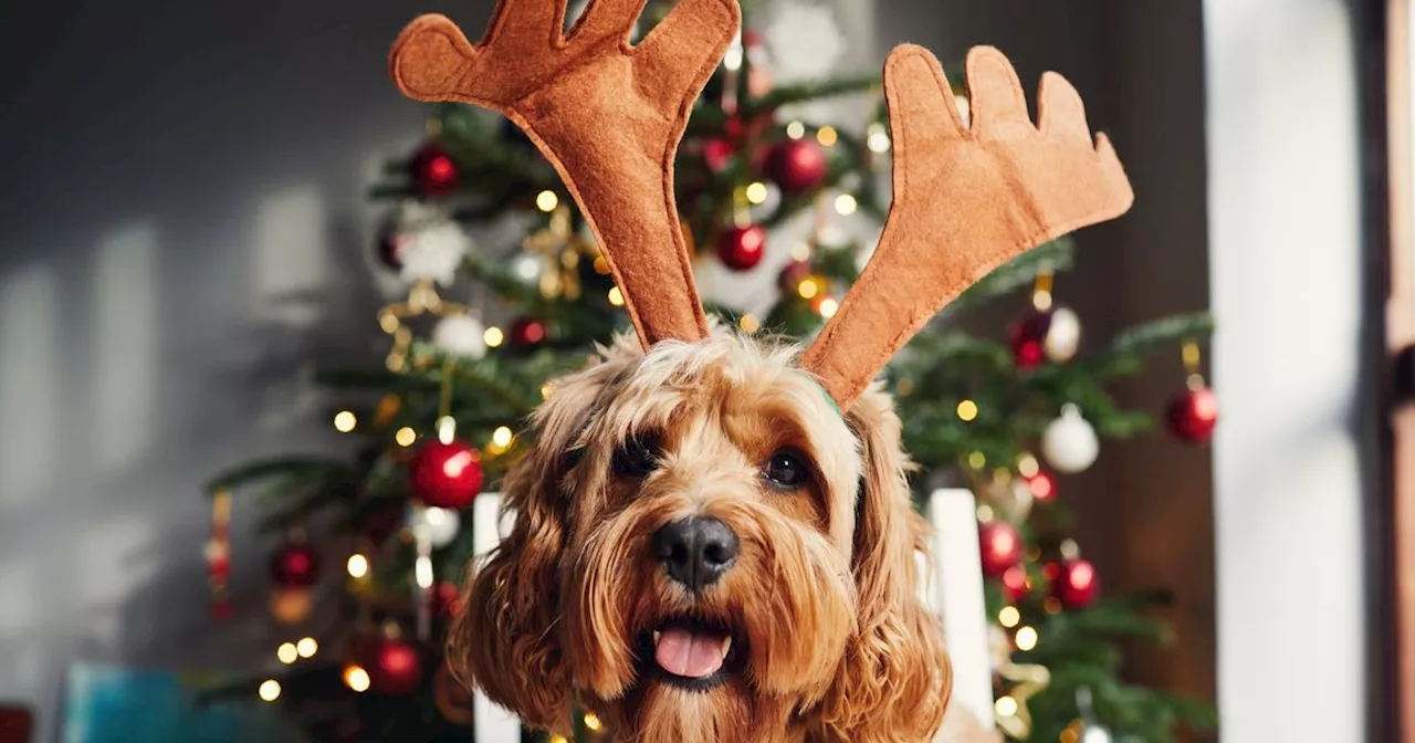 Pet owners warned over five popular Christmas scents that are toxic to dogs