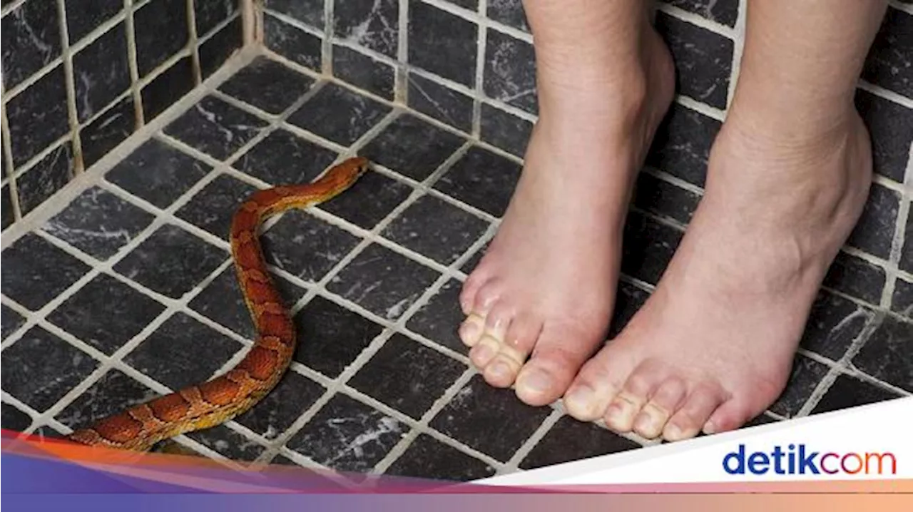 Bukan Garam, Ini Cara Ampuh Mengusir Ular dari Rumah