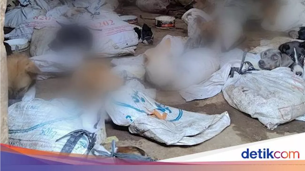 Detik-detik Penggerebekan Penampungan Puluhan Anjing di Banyuwangi