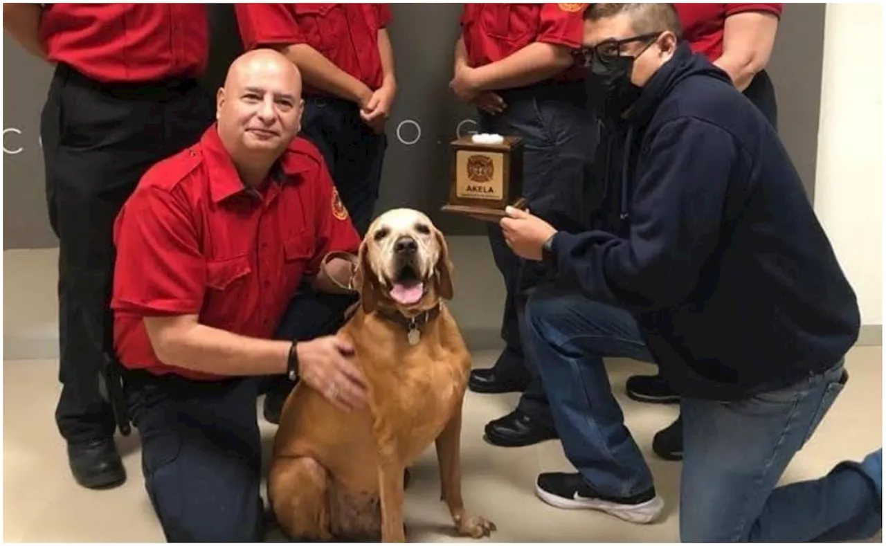 Muere “Titán”, perrito rescatista que salvó 36 vidas en el sismo de 2017; pertenecía al Cuerpo de Bomberos de Guanajuato