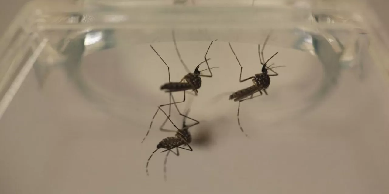 Casi la quinta parte de casos de dengue son atribuibles al cambio climático, según un estudio