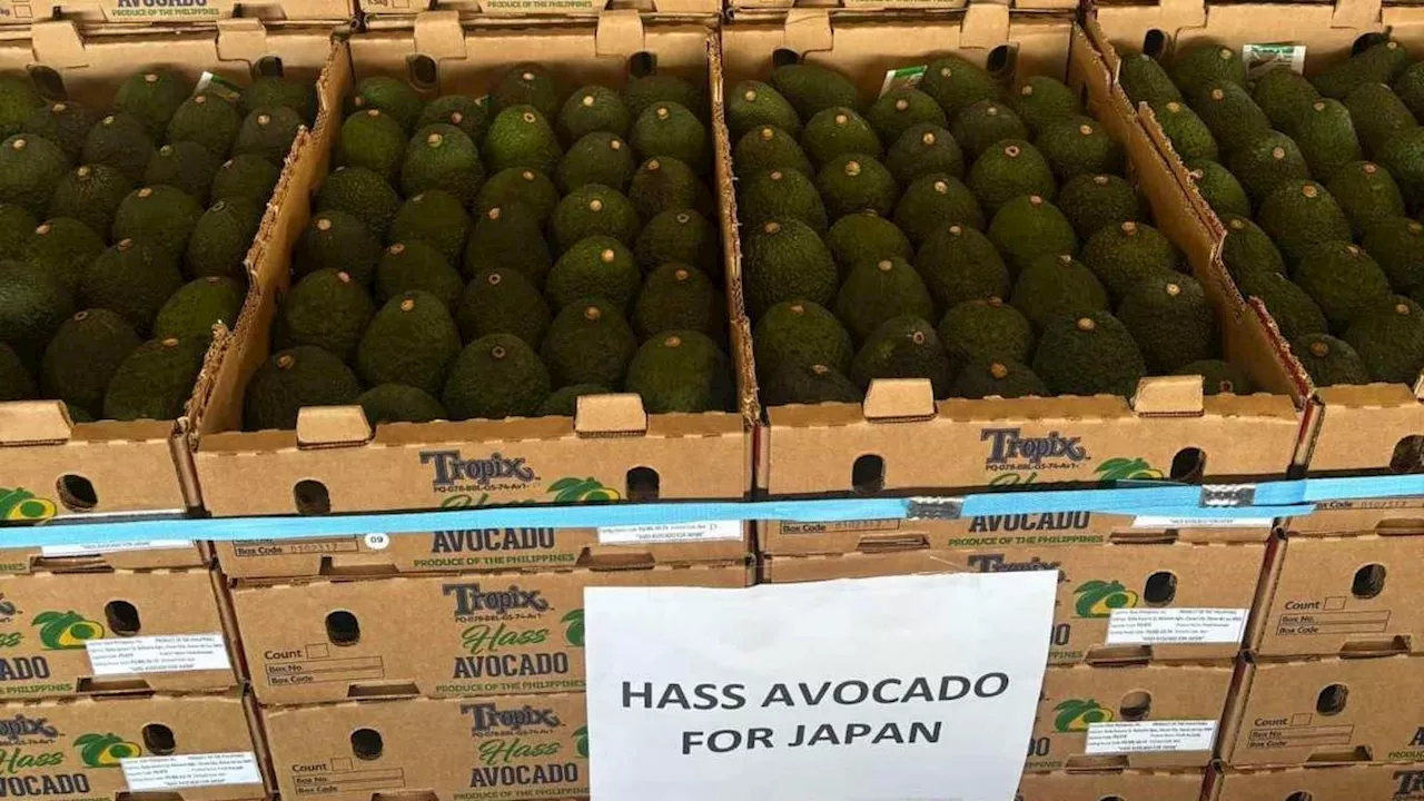 PH exports first Hass avocado supply to Japan — DA