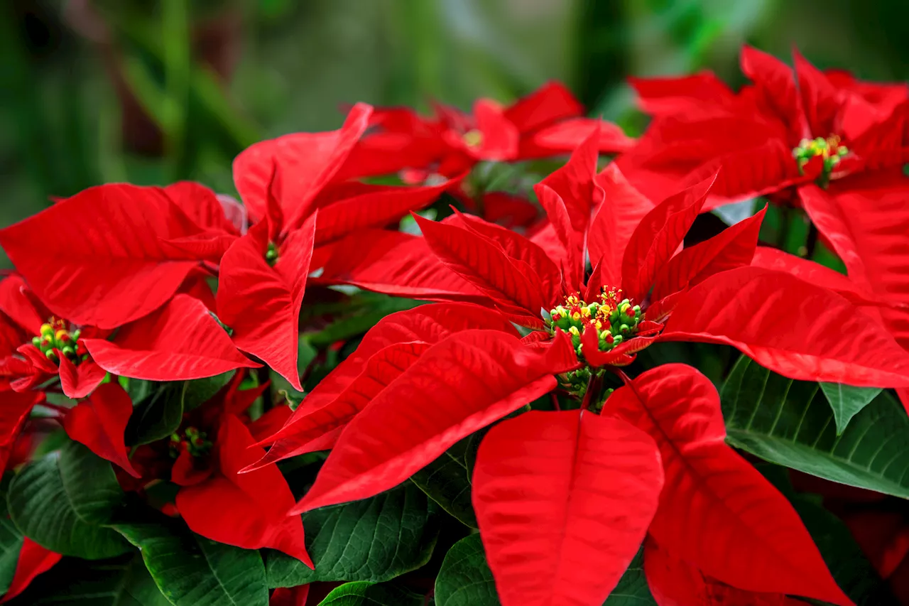 Weihnachtsstern pflegen: Viele begehen schon beim Kauf einen Fehler