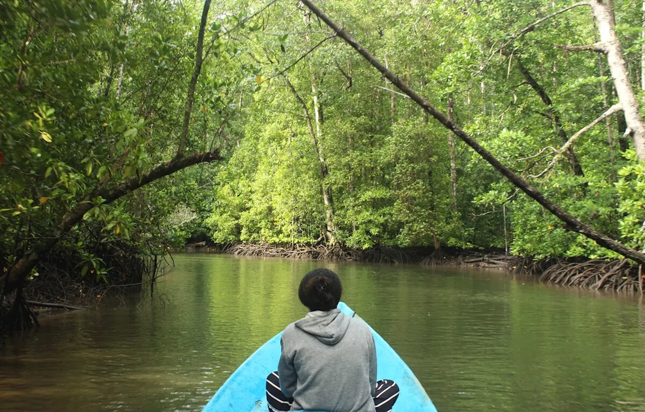 Melindungi Hutan Hujan Turut Mengurangi Penyakit Pernapasan