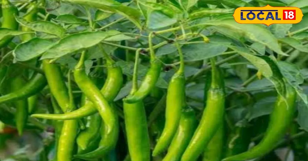 Green Chilli Farming: किसान करें हरी मिर्च की खेती, जिंदगी में आ जाएगी हरियाली; लाखों में होगी कमाई