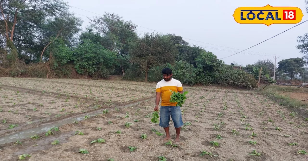 Tobacco Farming: तंबाकू की खेती से किसान की बदली किस्मत, सालाना कमा रहा 8 लाख