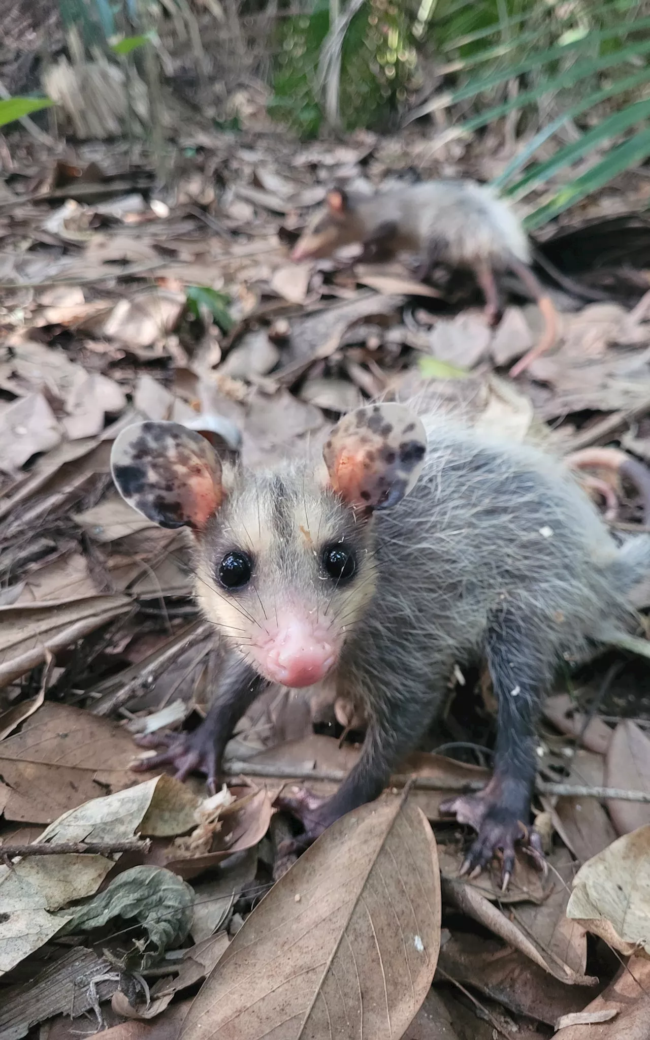 Oito animais silvestres são devolvidos à natureza após tratamento no Zoológico de Volta Redonda