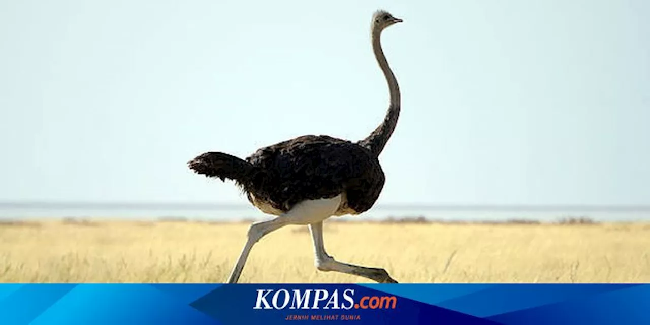 Meski Punya Sayap, 7 Burung Ini Tidak Bisa Terbang