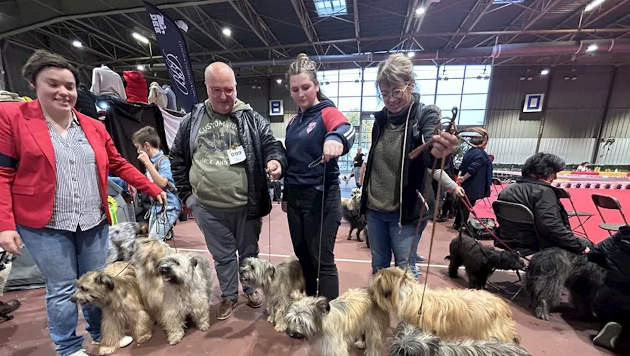 Les chiens des Pyrénées en vedette au salon canin