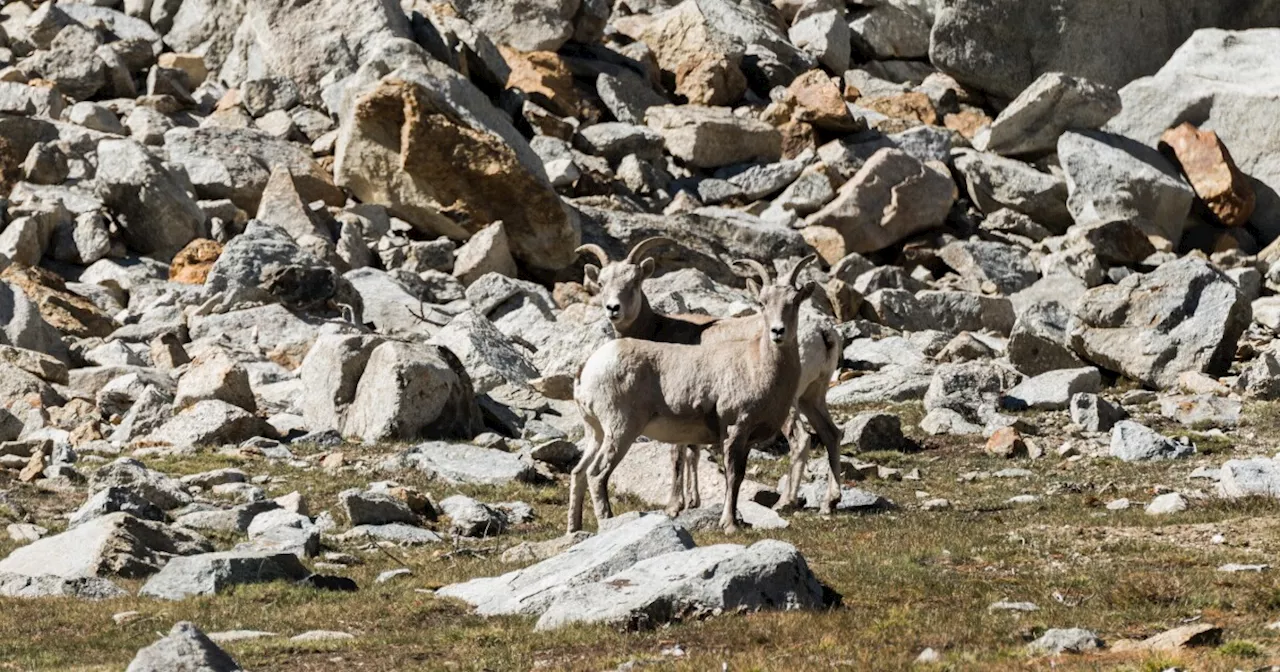 Why there's new hope for Sierra Nevada bighorn sheep to make a comeback