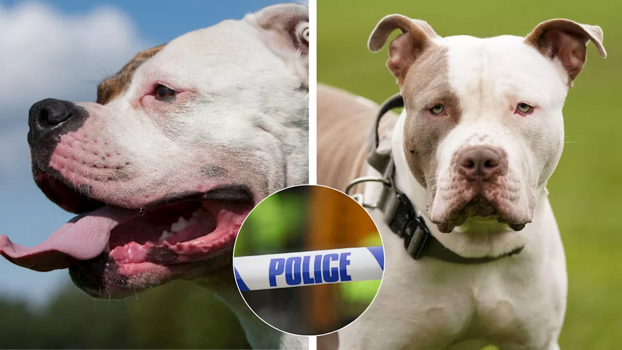 13 'dangerous dog' reports in 48 hours including dog owner attacked by his own American bulldog