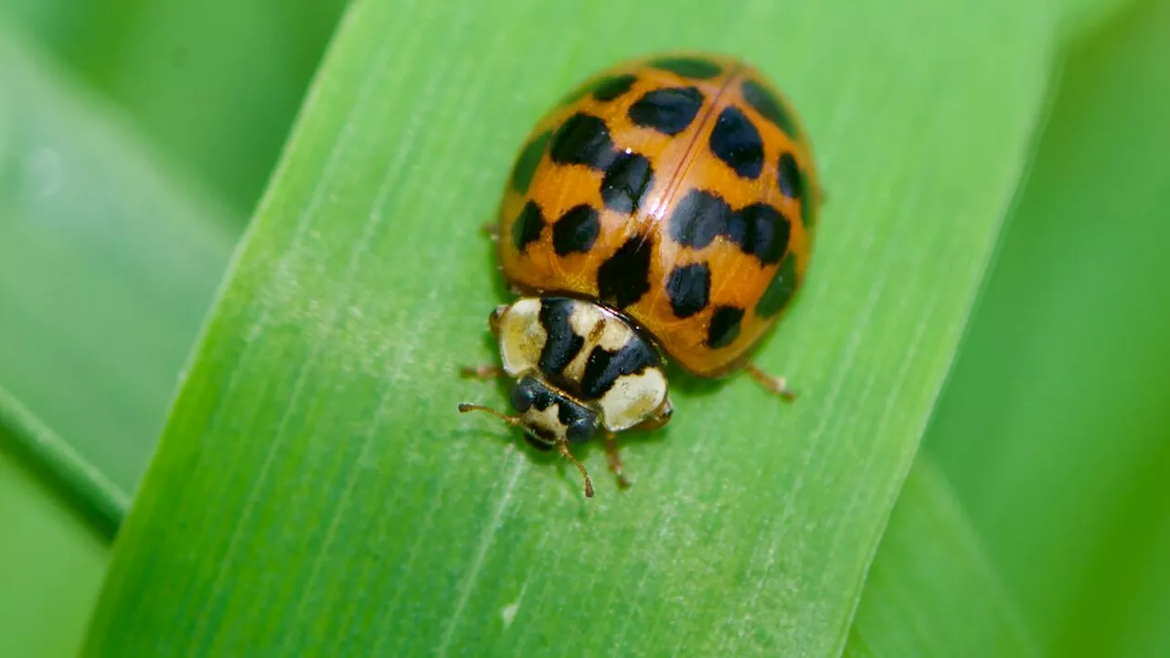 Coléoptères : apprenez à distinguer parmi ces insectes les auxiliaires des ravageurs