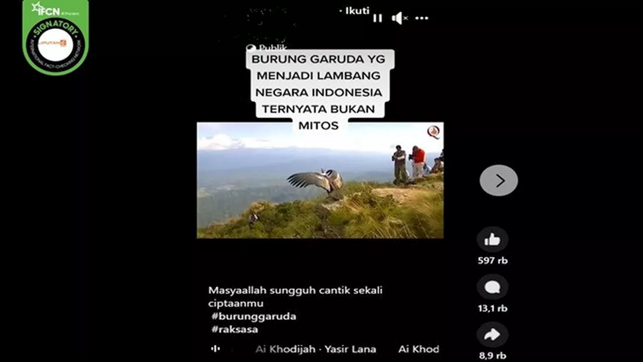 Kumpulan Video Hoaks Sepekan: Penampakan Burung Garuda hingga Gurita Raksasa di Pasir Panjang