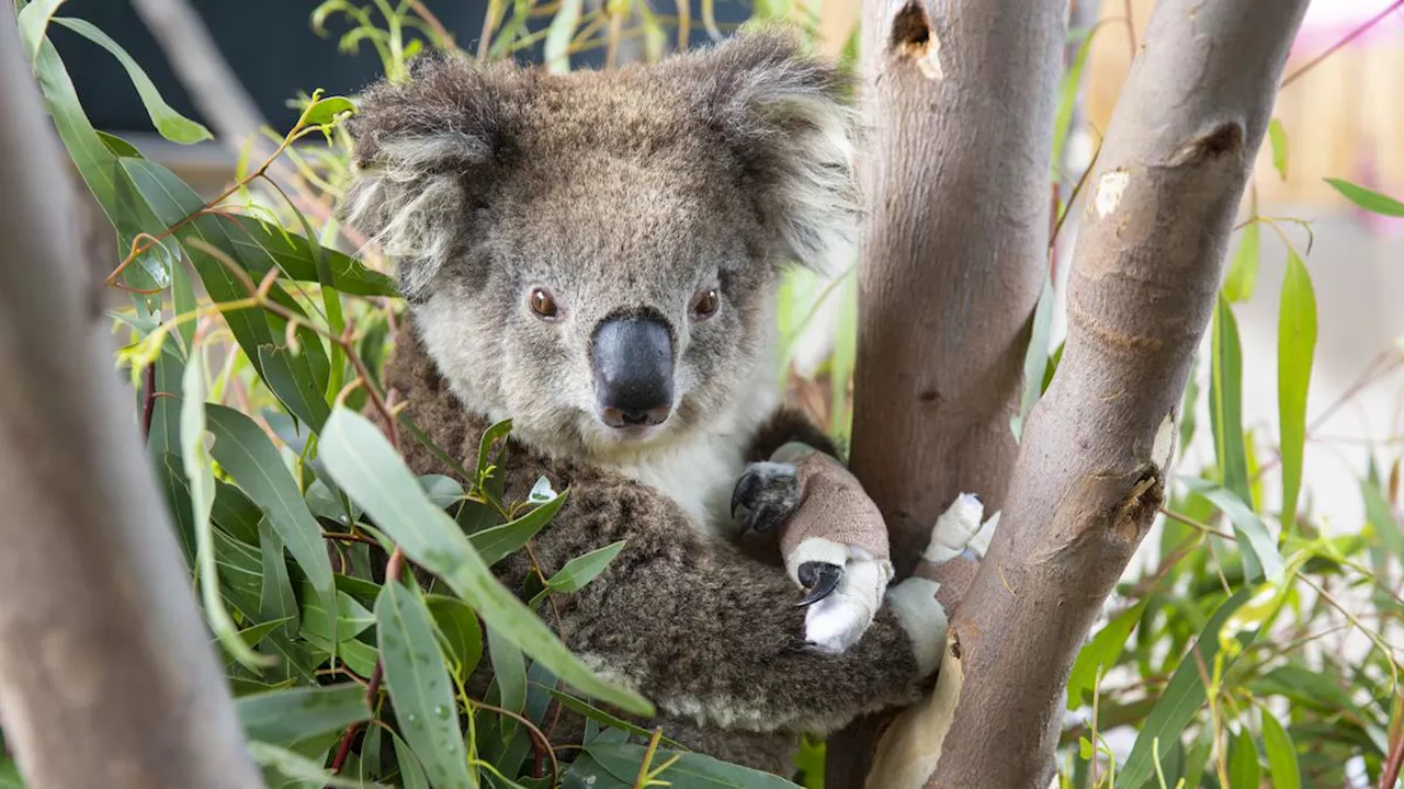 Sepasang Suami Istri Ini Kaget Usai Temukan Ada Koala di Kamar Tidur