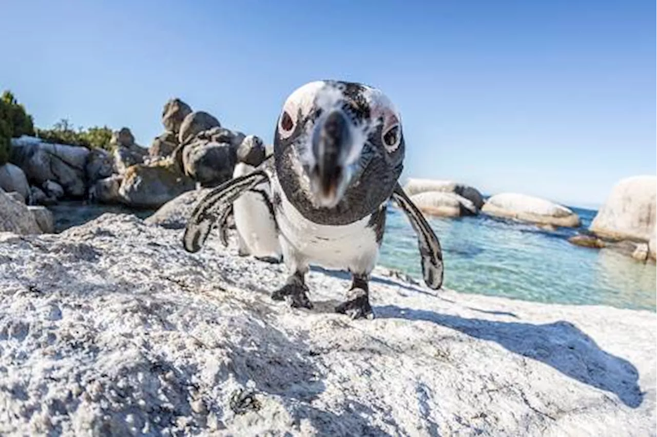 South Africa’s endangered bird species: Blue swallow and African penguin in critical decline