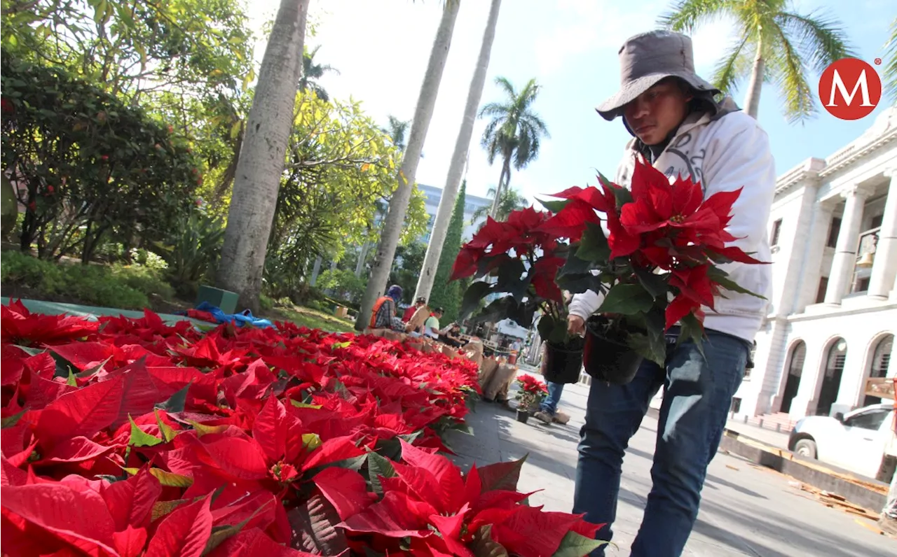 Flor de nochebuena sube de precio pero mejora calidad; éste es el costo en Tampico