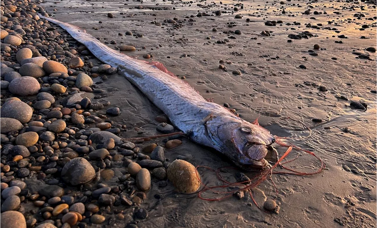 A mythical harbinger of doom washes up on a California beach