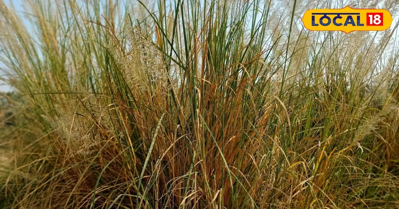 Thatch grass: मिट्‌टी के कटाव को रोकने में सहायक है फूस, रोजगार भी कराता है उपलब्ध