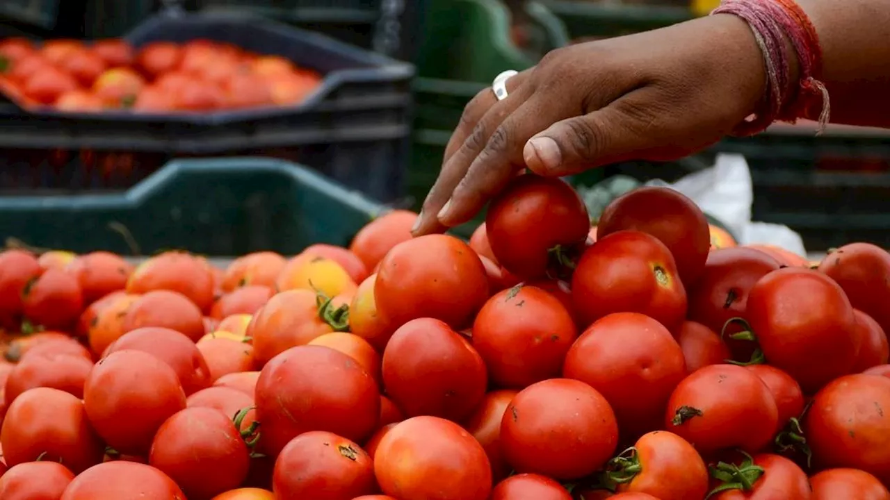 प्याज के बाद अब टमाटरों के दाम में आई भारी गिरावट, झोल भर-भर कर खरीदें