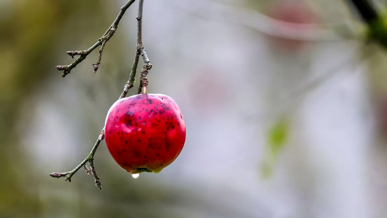 Baden-Württemberg: Schnee, Wind und Regen in Baden-Württemberg erwartet