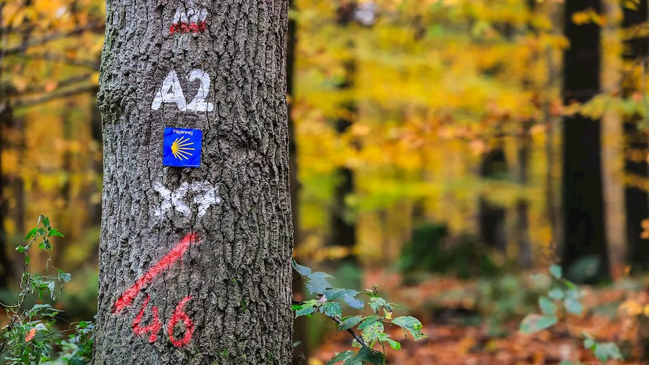 Nordrhein-Westfalen: Bürgerentscheid als letzte Chance für den Nationalpark