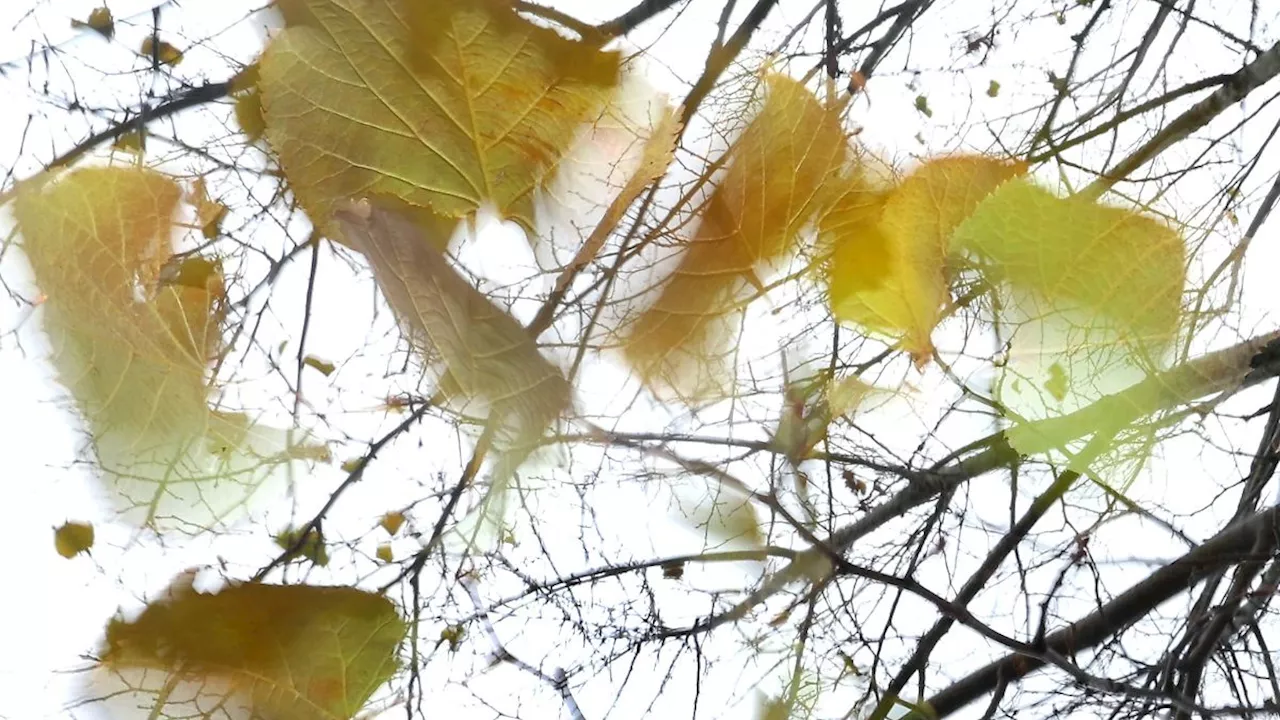 Rheinland-Pfalz & Saarland: Unbeständig und kühl - trübe Aussichten beim Wetter